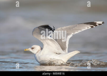 Landend Stormmeeuw dans l'eau ; goéland l'atterrissage dans l'eau Banque D'Images