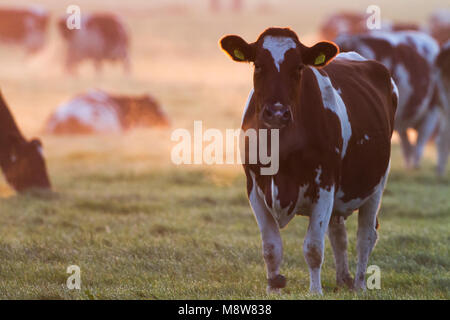Koeien in een weiland ; les vaches dans un pré Banque D'Images