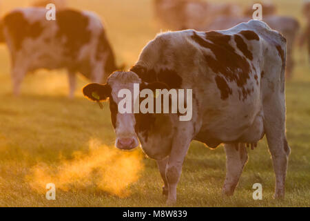 Koeien in een weiland ; les vaches dans un pré Banque D'Images