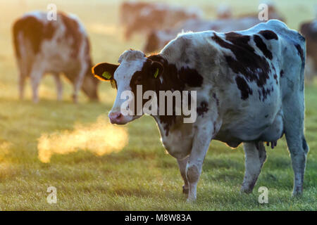 Koeien in een weiland ; les vaches dans un pré Banque D'Images