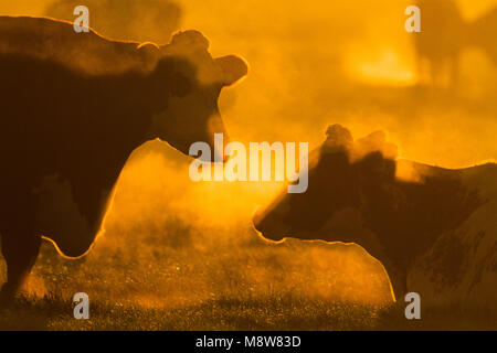 Koeien in een weiland ; les vaches dans un pré Banque D'Images