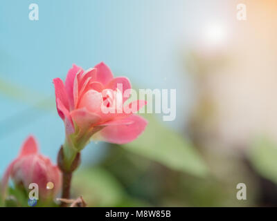 Close-up colorful petites fleurs roses de Kalanchoe. Banque D'Images