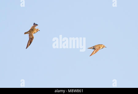 Goudplevier paar vliegend ; Pluvier doré Européen couple flying Banque D'Images