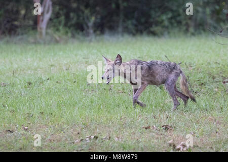 Chiot Coyote avec mange Banque D'Images