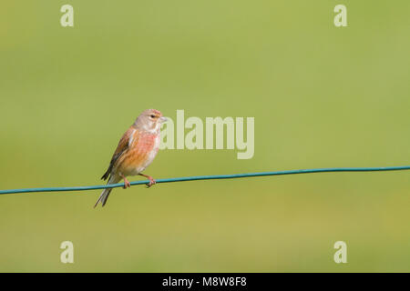 Kneu zit op tak ; Direction générale de common Linnet perché sur Banque D'Images