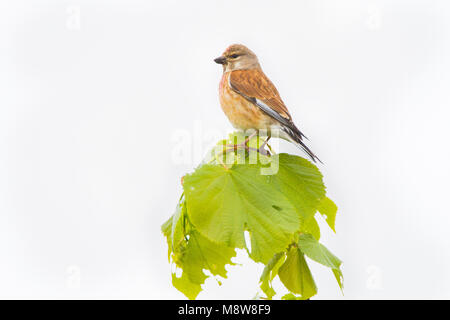 Kneu zit op tak ; Direction générale de common Linnet perché sur Banque D'Images