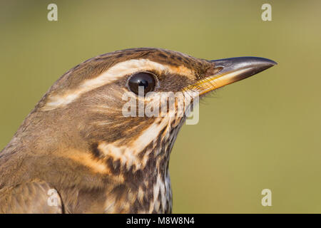 Koperwiek portret ; Redwing portrait Banque D'Images