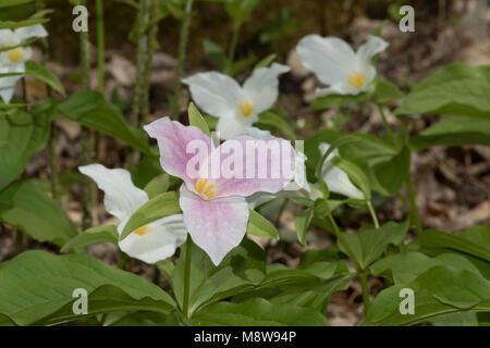 Trillium à grande fleur dans les Blue Ridge Mountains de la Géorgie du nord, USA Banque D'Images