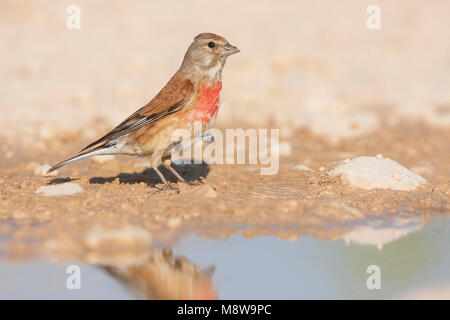 - Linnet Bluthänfling - Carduelis cannabina ssp. mediterranea, la Croatie, l'homme adulte Banque D'Images