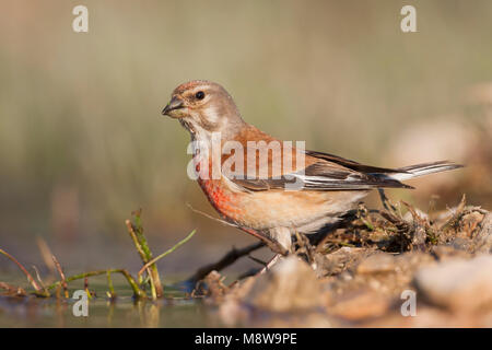 - Linnet Bluthänfling - Carduelis cannabina ssp. mediterranea, la Croatie, l'homme adulte Banque D'Images