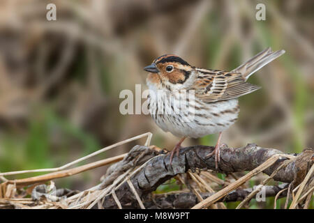 Peu d'Buntint Zwergammer - - Emberiza pusilla, Russie Banque D'Images