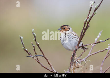 Peu d'Buntint Zwergammer - - Emberiza pusilla, Russie Banque D'Images