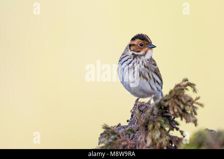 Peu d'Buntint Zwergammer - - Emberiza pusilla, Russie Banque D'Images