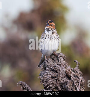 Peu d'Buntint Zwergammer - - Emberiza pusilla, Russie Banque D'Images