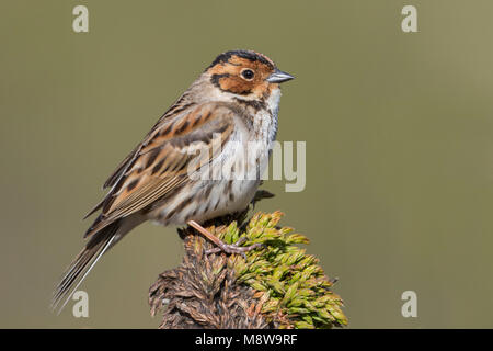 Peu d'Buntint Zwergammer - - Emberiza pusilla, Russie Banque D'Images