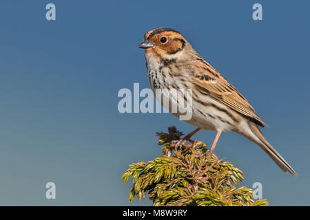 Peu d'Buntint Zwergammer - - Emberiza pusilla, Russie Banque D'Images