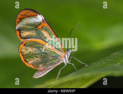 Glasswing butterfly assis sur une feuille Banque D'Images