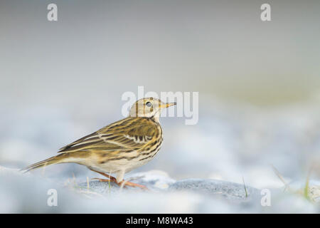 Meadow Pipit spioncelle - Anthus pratensis - Wiesenpieper ssp. pratensis, Allemagne Banque D'Images