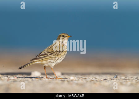 Meadow Pipit spioncelle - Anthus pratensis - Wiesenpieper ssp. pratensis, Allemagne Banque D'Images