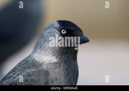 - Jackdaw Dohle - Corvus monedula ssp. monedula, Allemagne, des profils Banque D'Images