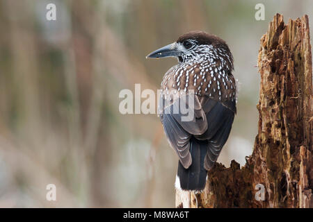 Notenkraker, Spotted Nutcracker, Nucifraga caryocatactes, Allemagne, des profils Banque D'Images