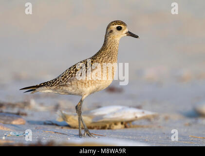 Pluvier doré du Pacifique - Tundra-Goldregenpfeifer - Pluvialis fulva, Oman, 1er cy Banque D'Images