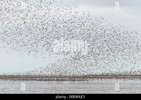 - Bécasseau maubèche Knutt - Calidris canutus, Allemagne Banque D'Images