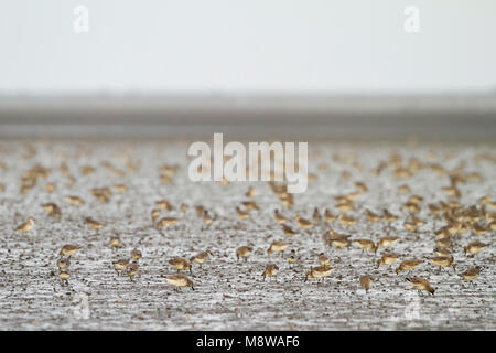 - Bécasseau maubèche Knutt - Calidris canutus, Allemagne Banque D'Images