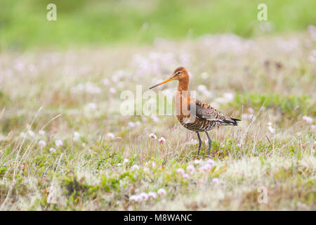 Image oiseaux faites par Ralph Martin Banque D'Images