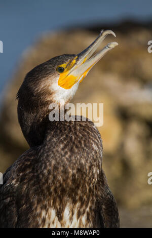 Image oiseaux faites par Ralph Martin Banque D'Images