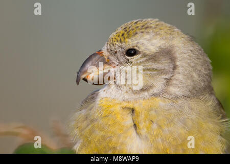 Image oiseaux faites par Ralph Martin Banque D'Images