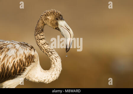 Image oiseaux faites par Ralph Martin Banque D'Images