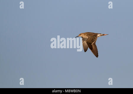 Kemphaan, Ruff, Philomachus pugnax, Chypre, adulte, femme Banque D'Images