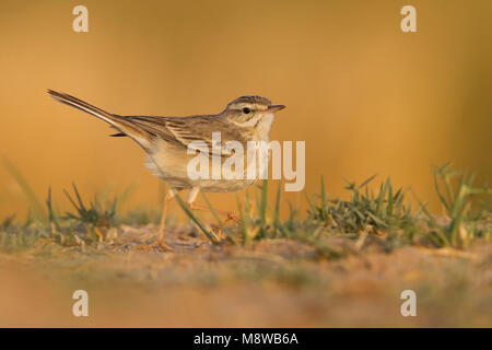 Tawny Pipit spioncelle - Anthus campestris, Brachpieper - Oman Banque D'Images