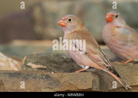 Trumpeter Finch - Wüstengimpel Bucanetes githagineus - ssp. zedlitzi, Maroc Banque D'Images