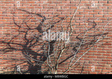 Mur en pierre rouge avec des branches placé devant elle Banque D'Images