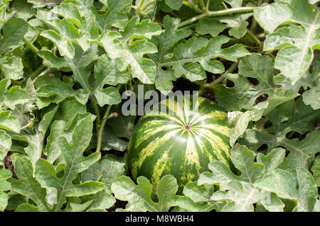 Watermelon plante avec des fruits dans une ferme Banque D'Images