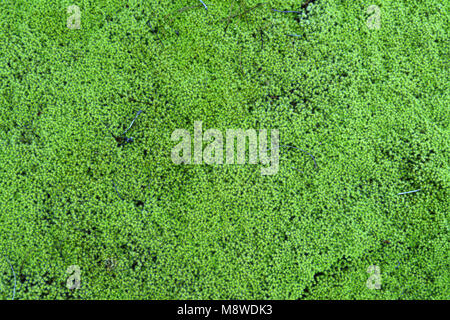 Tapis luxuriant cheveux de mousse Polytrichum commune (PAC) sur le sol d'une forêt canadienne. Banque D'Images