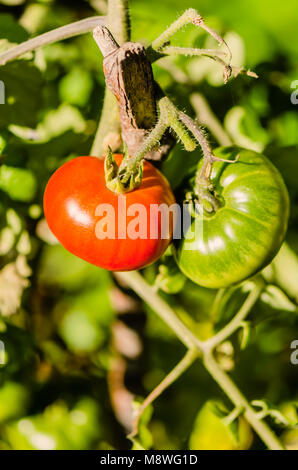 Les légumes, les tomates rouges et vertes sur un buisson avec un bâton en bois - prop Banque D'Images