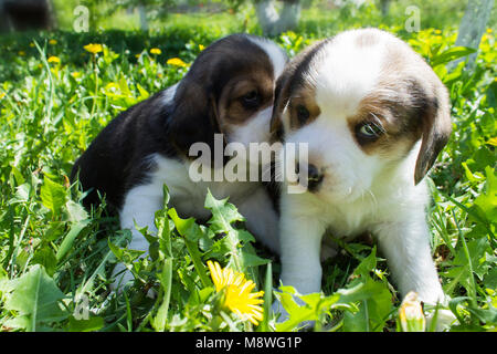 Deux petits chiots de la race Beagle jouent dans l'herbe. Les chiens sont assis. Triste. Profondeur de champ Banque D'Images