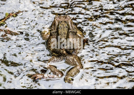 Crapaud commun asiatique (Duttaphrynus melanostictus) l'accouplement Banque D'Images