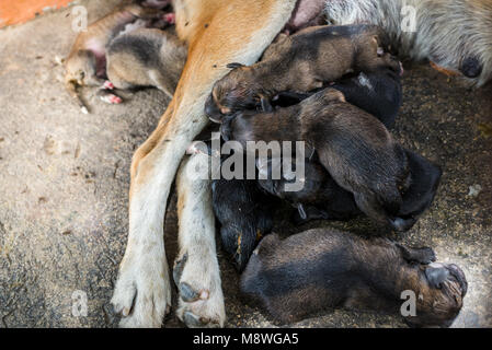 Chien et bébé sans-abri dormant sur rue avec flys et de puce sur eux. Banque D'Images