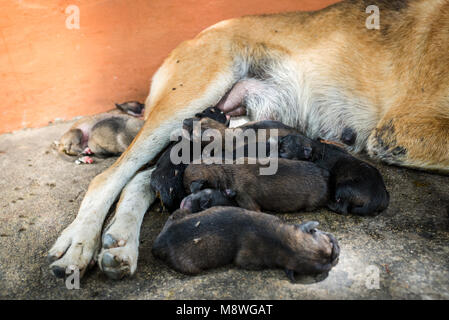 Sans-abri sale chien et bébé dormir sur rue avec flys et de puce sur eux. Banque D'Images