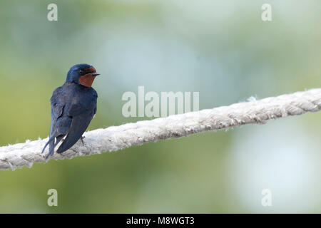 Boerenzwaluw zittend op een touw Hirondelle perché sur une corde Banque D'Images