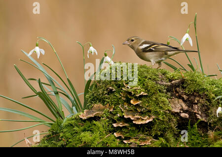 Vrouwtje Vink ; femelle Chaffinch commun Banque D'Images