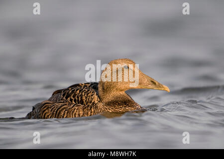 Vrouw Eider Eider à duvet dans l'eau ; dans l'eau des femmes Banque D'Images