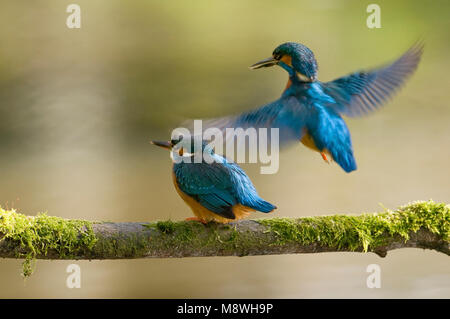 IJsvogel parend Kingfisher commun, l'accouplement Banque D'Images