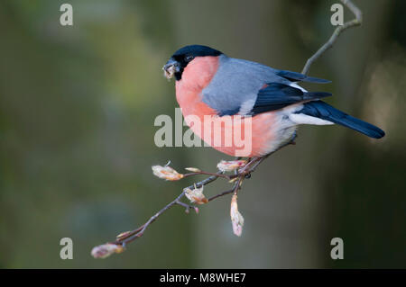 Mannetje Foeragerend Gouvink ; Canard colvert mâle de nourriture Banque D'Images
