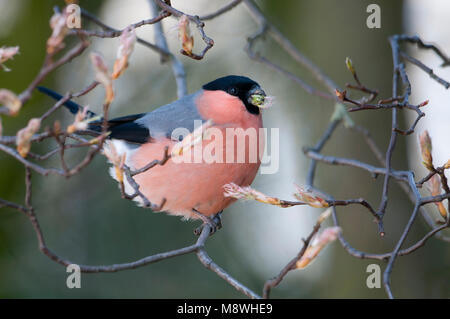 Mannetje Foeragerend Gouvink ; Canard colvert mâle de nourriture Banque D'Images