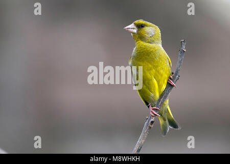 Mannetje Groenling zittend op tak ; European Greenfinch homme perché sur branch Banque D'Images